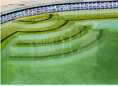 Green swamp pool transformed to sparkling blue — Auckland Pool Services pool recovery